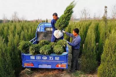 做苗木,既要懂得赚钱还得学会省钱