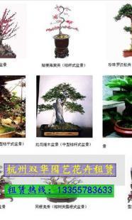 杭州萧山盆景租摆与植物租赁服务指南 双华苗木助力绿色办公