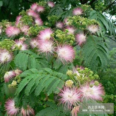 合欢工程苗供应——河南苗木基地直销