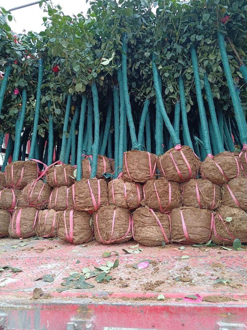 南阳信任苗木月季树桩发往工地 从田间到城市绿化一线的完整记录