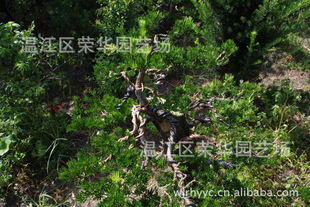 温江区荣华园艺场 专供绿化苗木 · 一级优质精品桩头产地直销